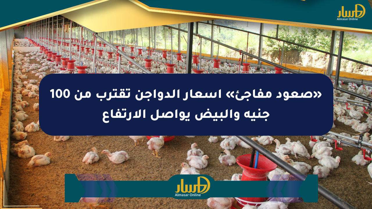 «صعود مفاجئ» أسعار الدواجن تقترب من 100 جنيه والبيض يواصل الارتفاع